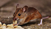 24 Hour & Emergency Exterminators in Whitacre, VA